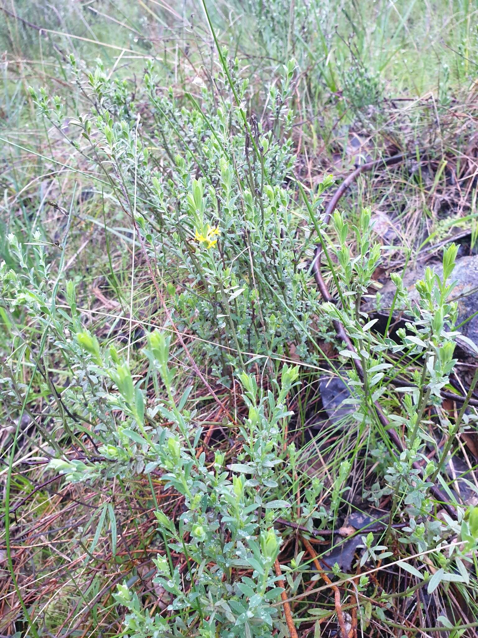 Image of Pimelea curviflora R. Br.