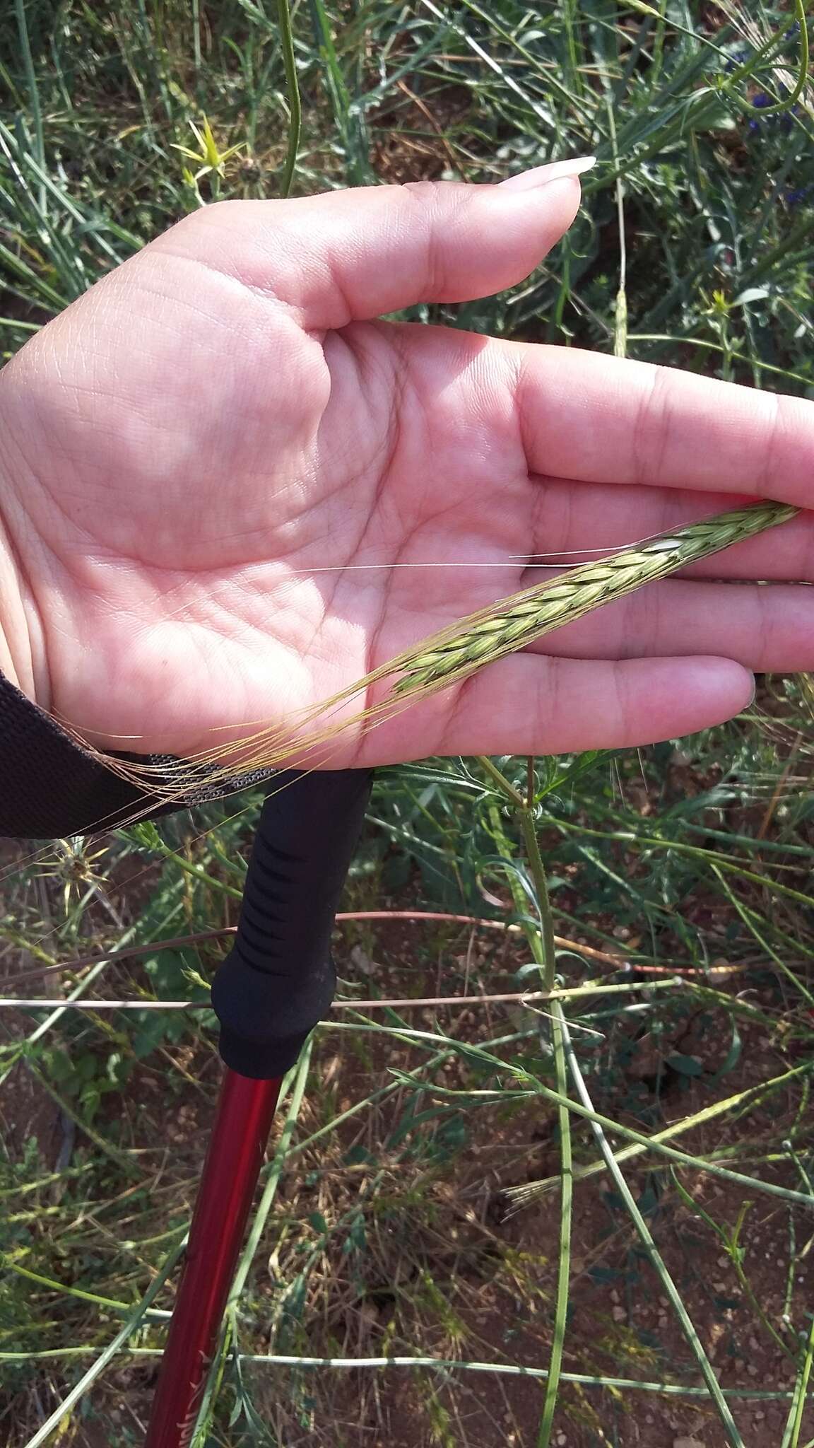 Image of wild einkorn