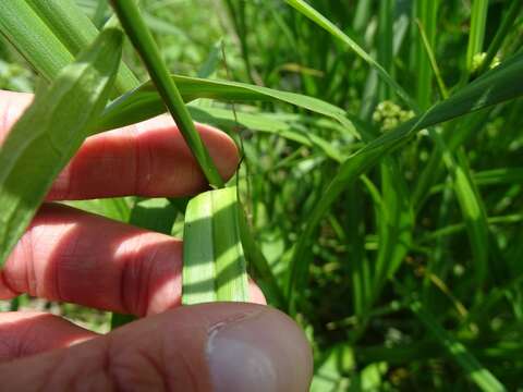 Scirpus atrovirens Willd. resmi