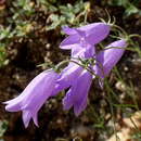 Image of Campanula tanfanii Podlech