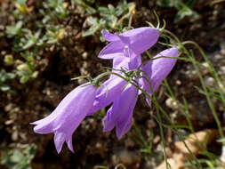 Image of Campanula tanfanii Podlech