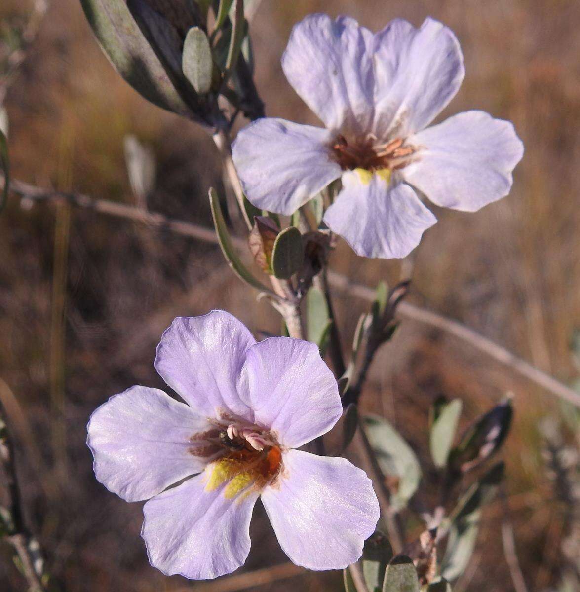 Image of Petalidium oblongifolium C. B. Cl.