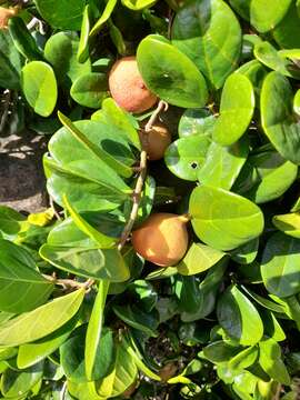 Слика од Ficus aurantiaca var. parvifolia