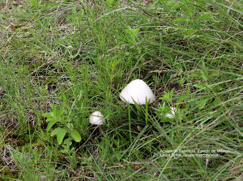 Image of Panaeolus antillarum (Fr.) Dennis 1961