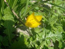 Image de Sternbergia lutea subsp. sicula (Tineo ex Guss.) K. Richt.