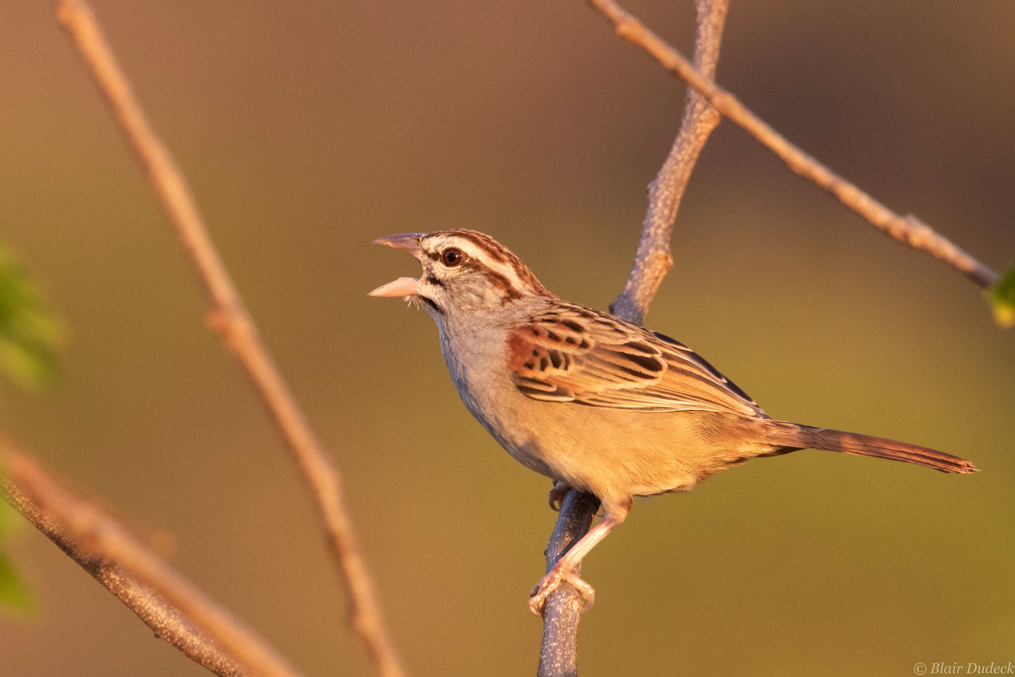 Image of Cinnamon-tailed Sparrow