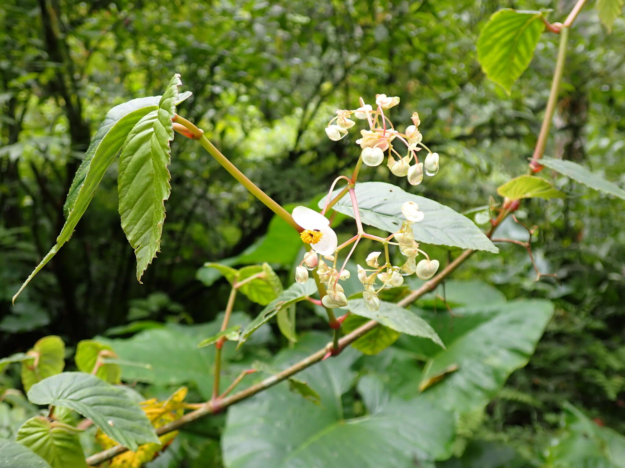 Image of Begonia peruviana A. DC.