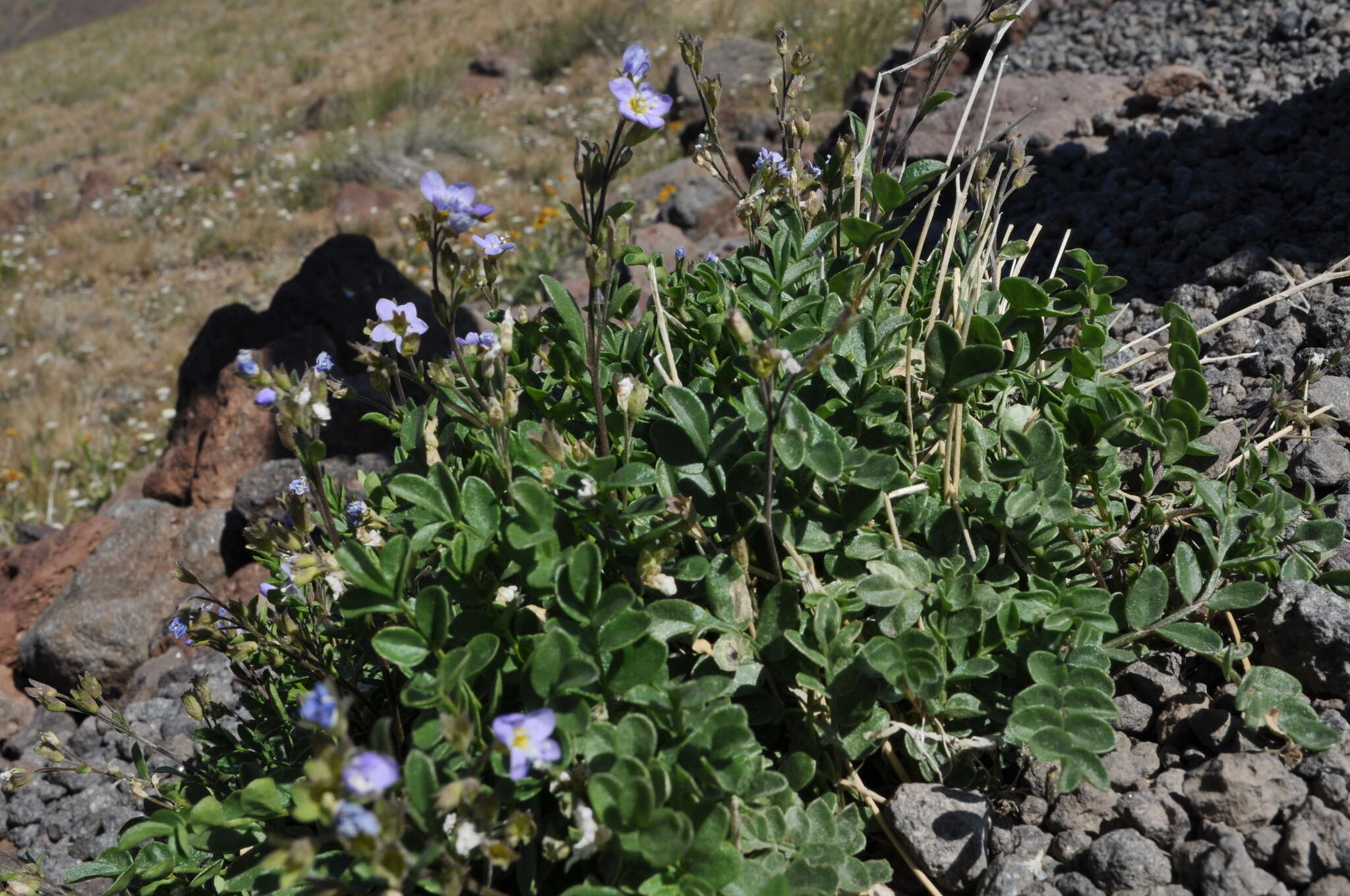 Image de Polemonium pulcherrimum subsp. pulcherrimum