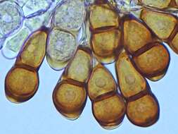 Image of Puccinia smilacis Schwein. 1822