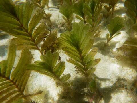 Image of Fern seagrass