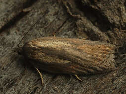 Image of Acleris rufana Denis & Schiffermüller 1775