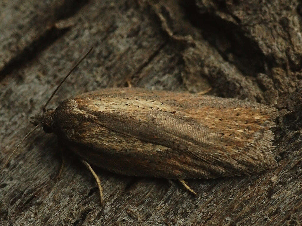 Image of Acleris rufana Denis & Schiffermüller 1775