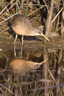 Image of Clapper Rail