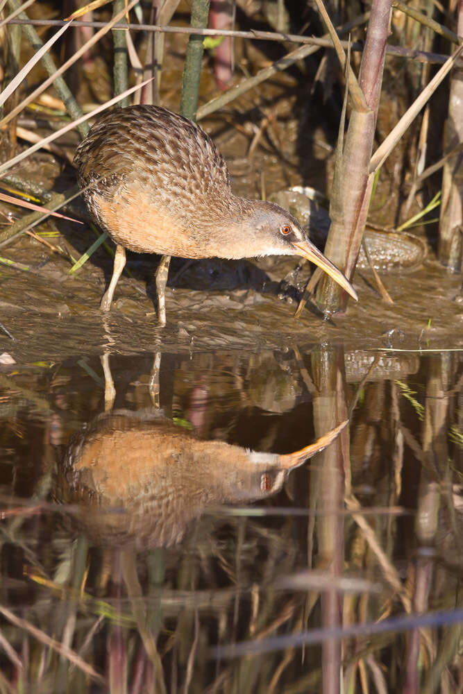 Image of Clapper Rail