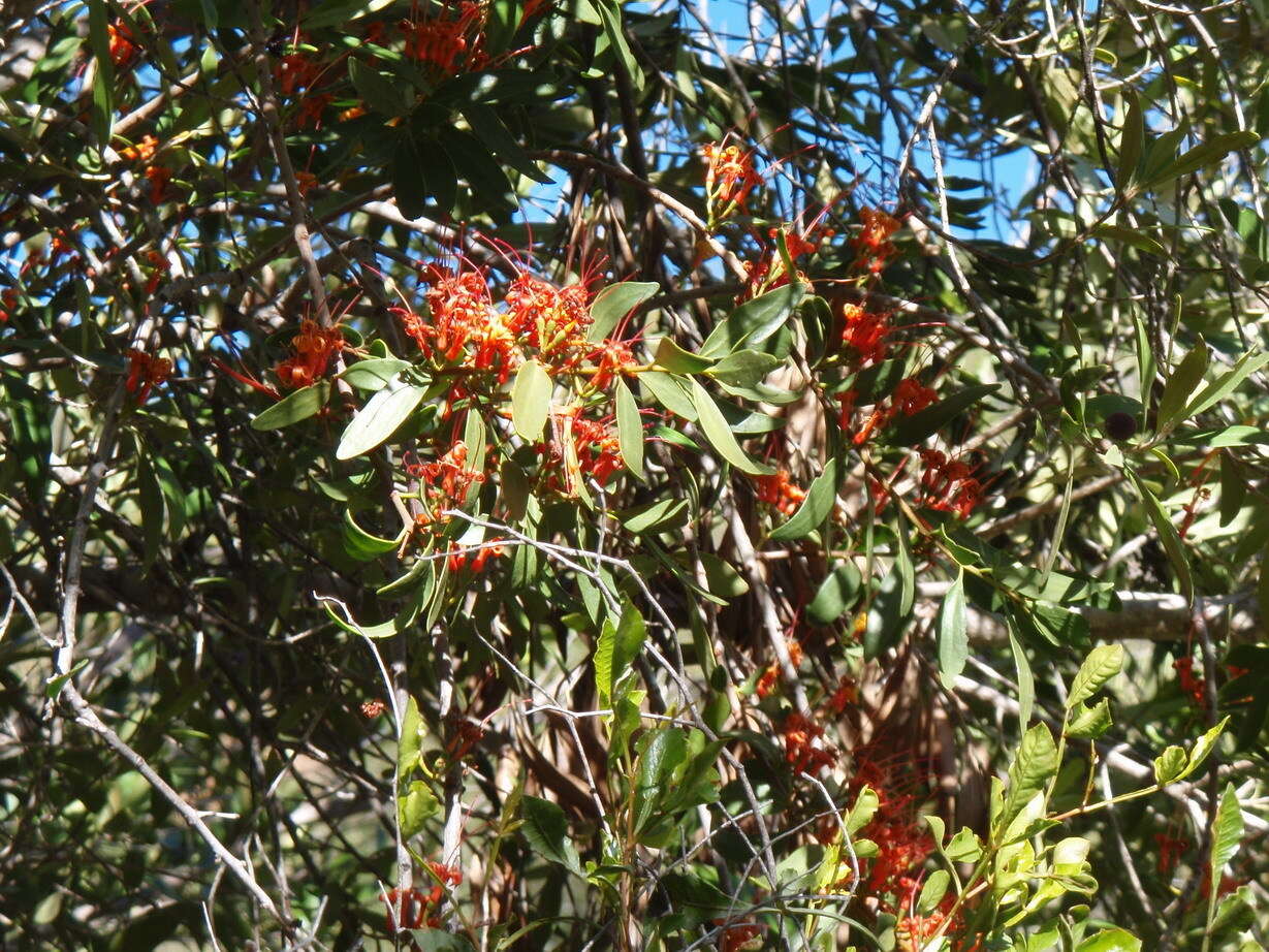 Image of Matches mistletoe