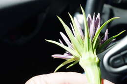 Image of remarkable goatsbeard