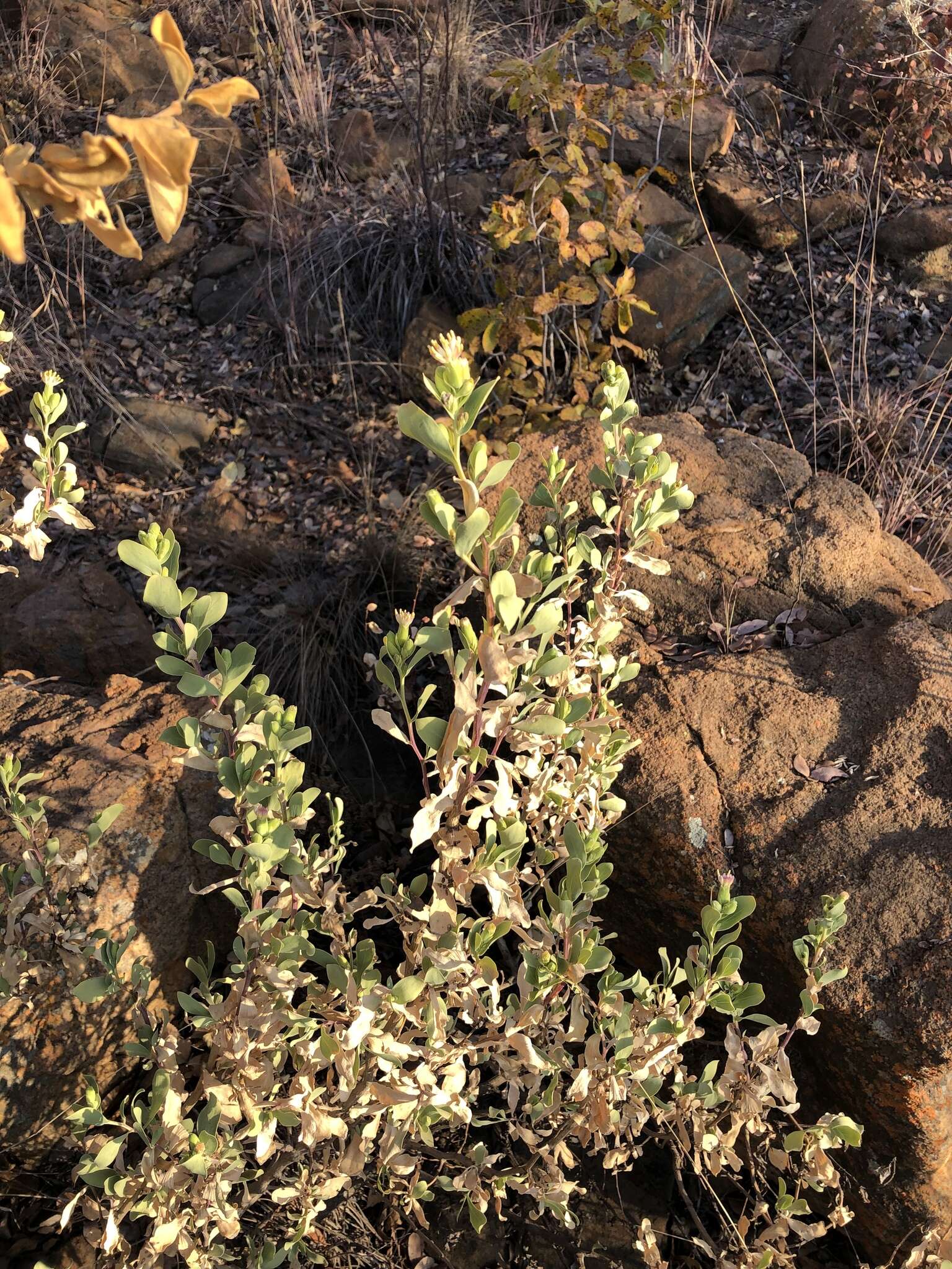 Image of Tuft flower