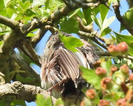 Aegithalos caudatus rosaceus Mathews 1938的圖片