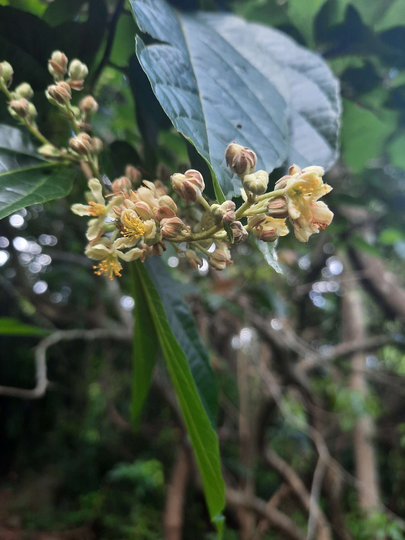 Image of Microcos paniculata L.