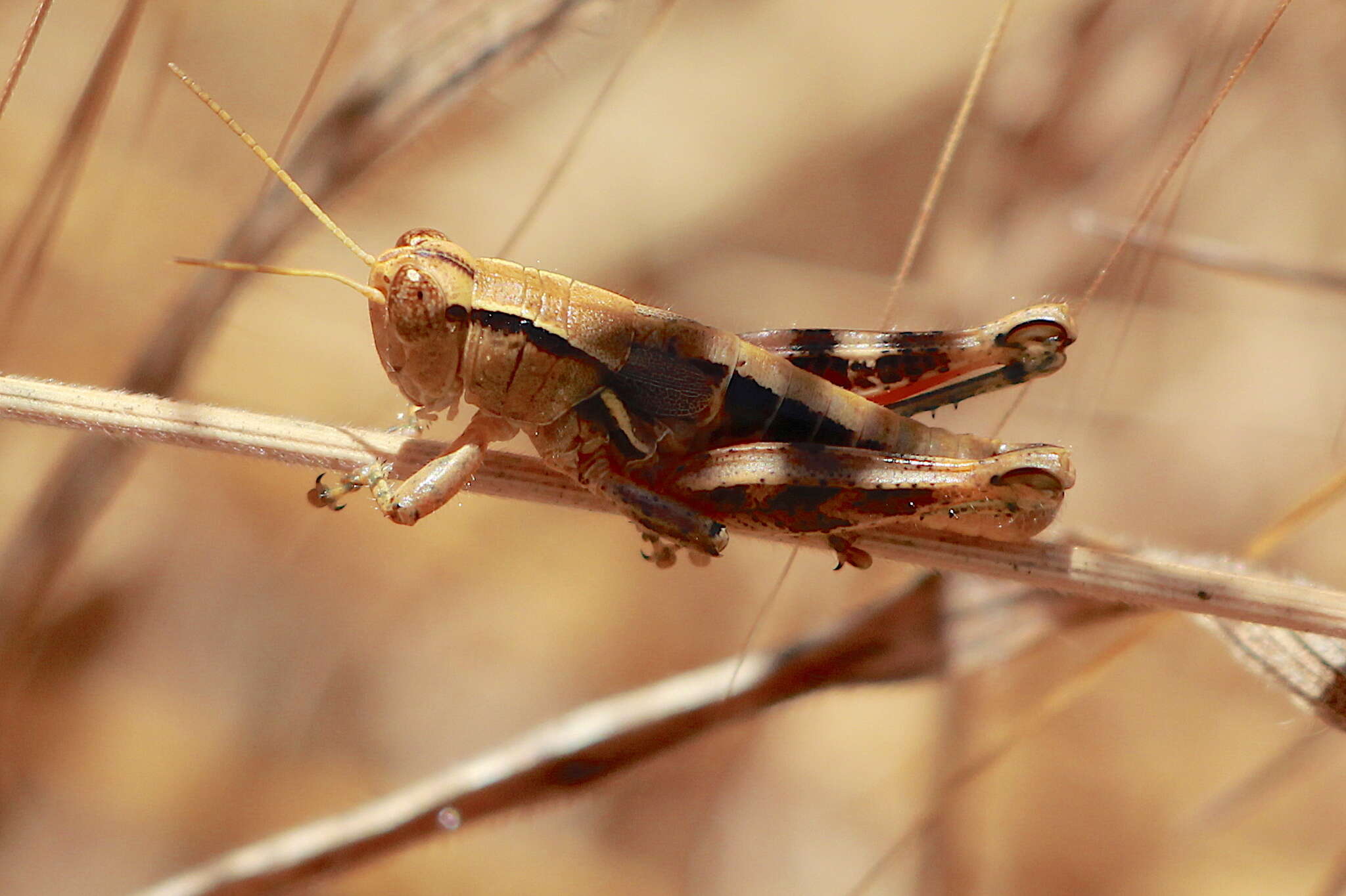 Image of Oedaleonotus tenuipennis (Scudder & S. H. 1897)