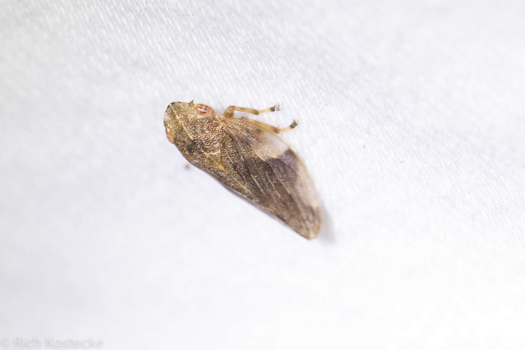 Слика од Aphrophora quadrinotata Say 1830