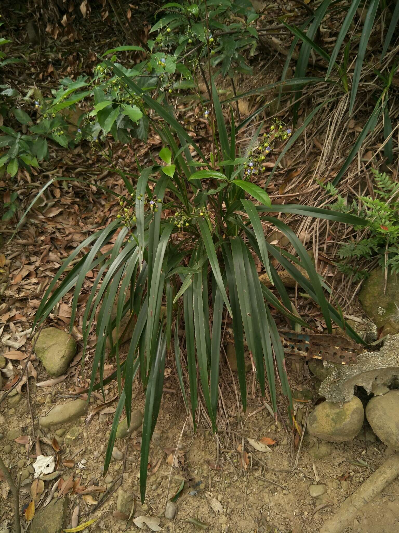 Plancia ëd Dianella ensifolia (L.) Redouté