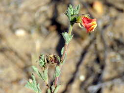 Image of Hermannia flammula Harv.