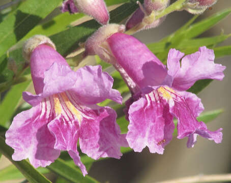 Image of desert willow