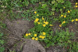 Image of Potentilla ruprechtii Boiss.