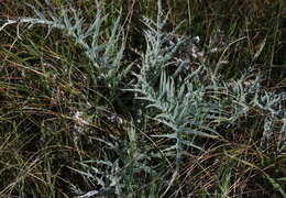 Image of Cynara cardunculus subsp. flavescens A. Wiklund