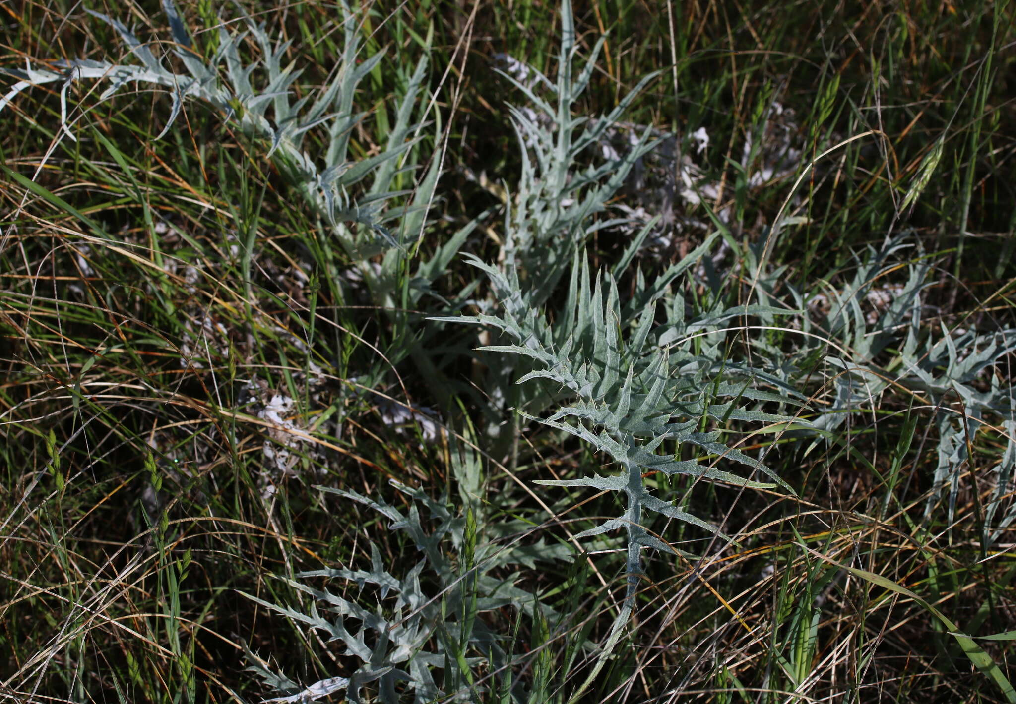 Image of Cynara cardunculus subsp. flavescens A. Wiklund