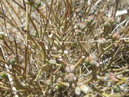 Image of Euphorbia tenax Burch.