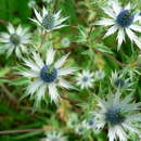 Image of Eryngium beecheyanum Hook. & Arn.