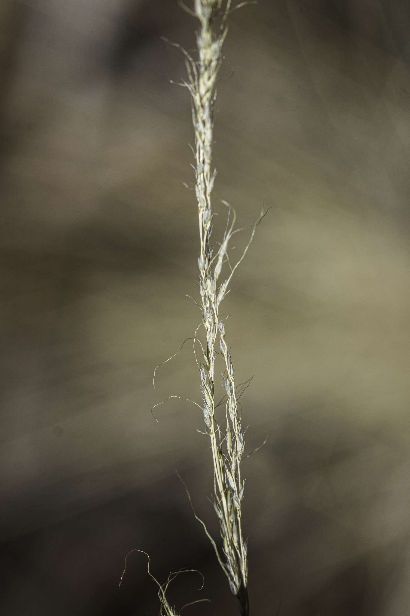 Plancia ëd Muhlenbergia montana (Nutt.) Hitchc.