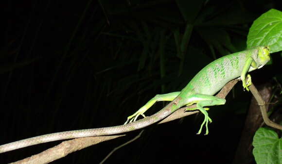 Image of Berthold's Bush Anole