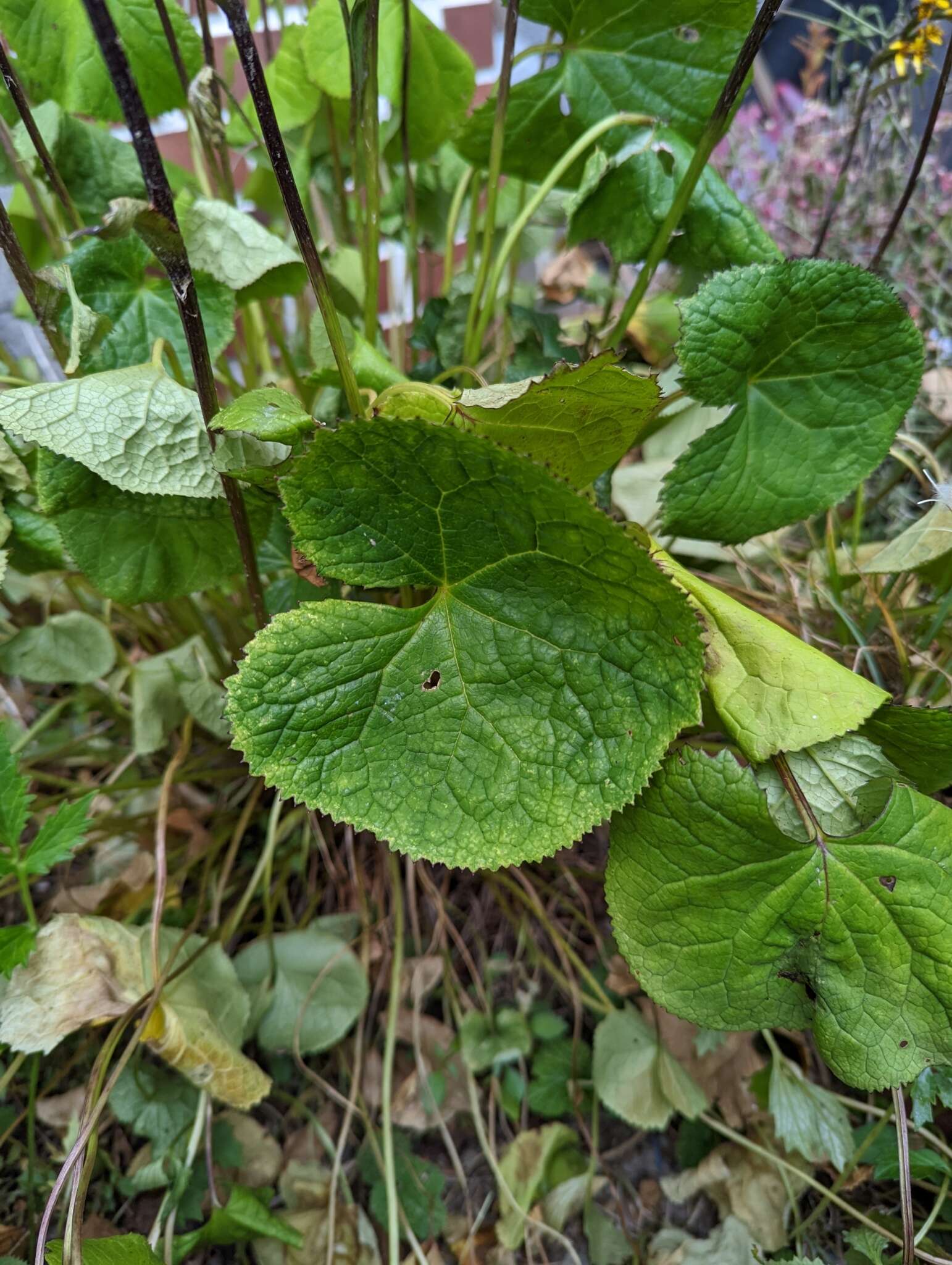 Image of Ligularia kojimae Kitam.