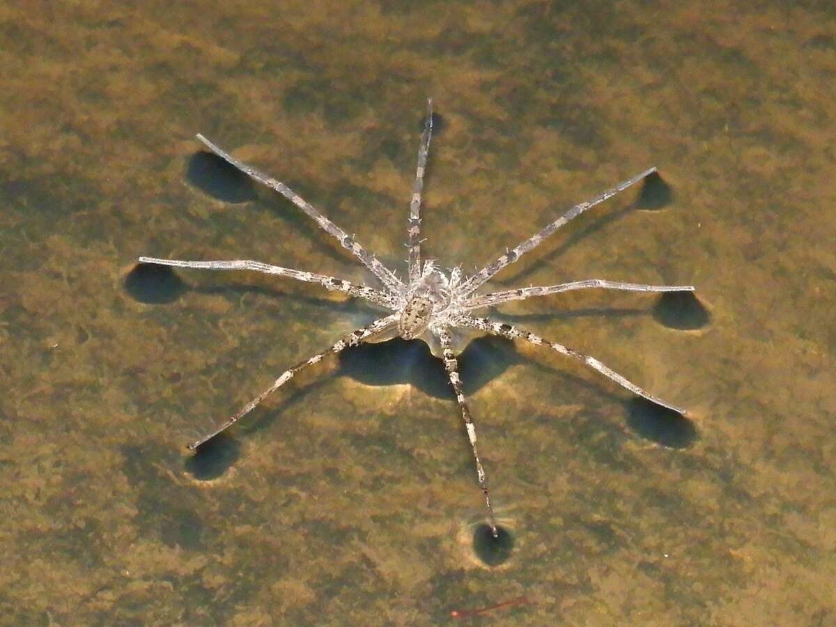 Image of Megadolomedes australianus (L. Koch 1865)