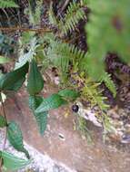 Image of Hillside Clover-Ash