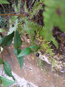 Miconia crotonifolia (Desr.) Judd & Ionta的圖片