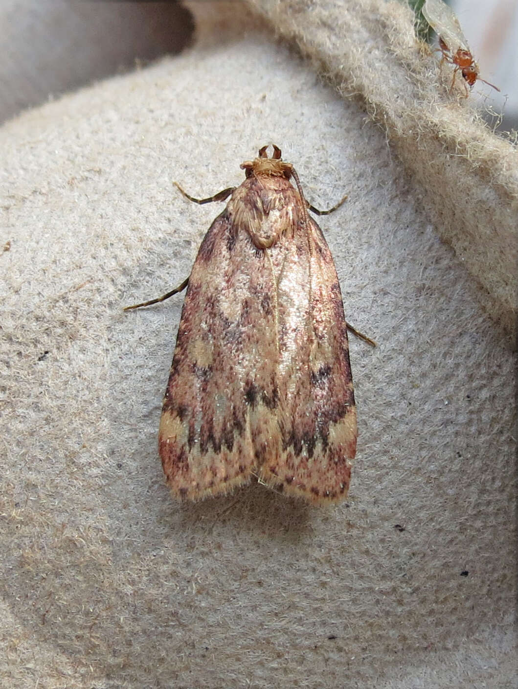 Image of Grease Moth
