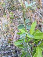 Image of small-leaf snoutbean