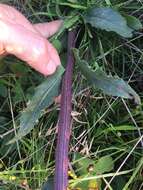 Image of rayless ragwort