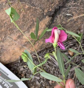 Sphenostylis angustifolia Sond.的圖片