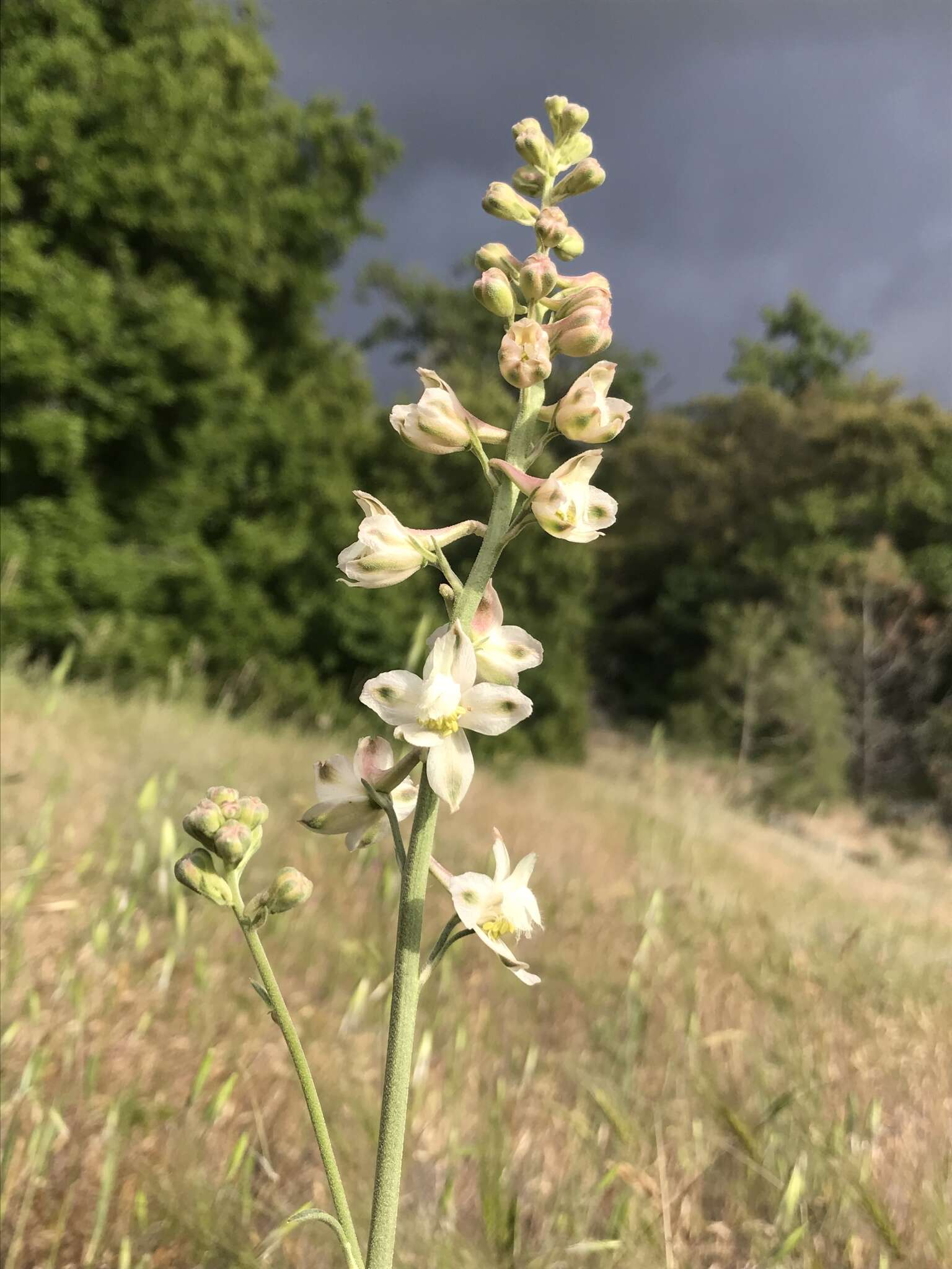 Image of foothill larkspur