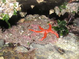 Image of Pacific blood star