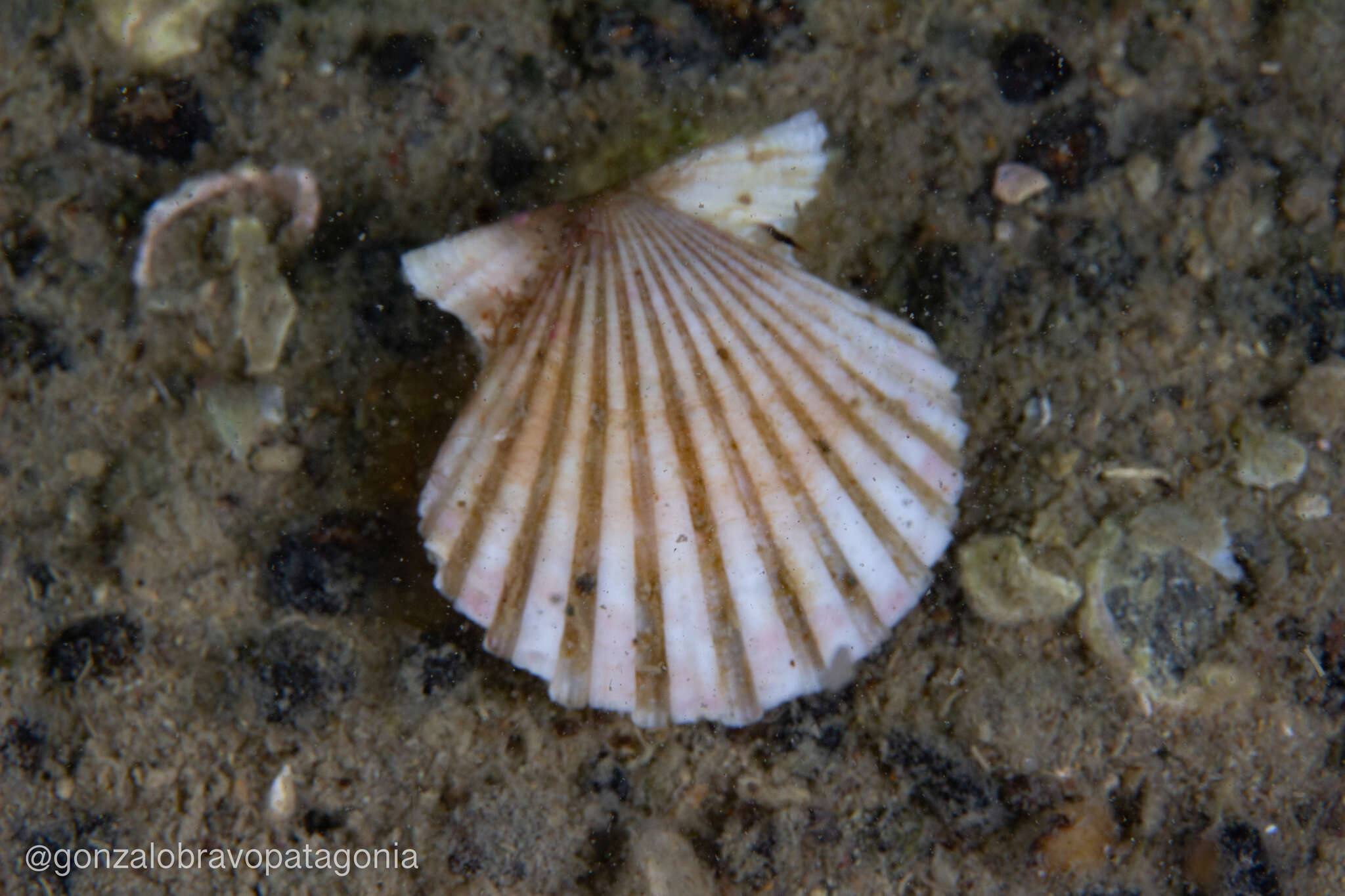 Image of Aequipecten tehuelchus (d'Orbigny 1842)