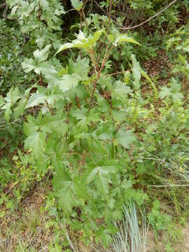 Image of eastern poison ivy