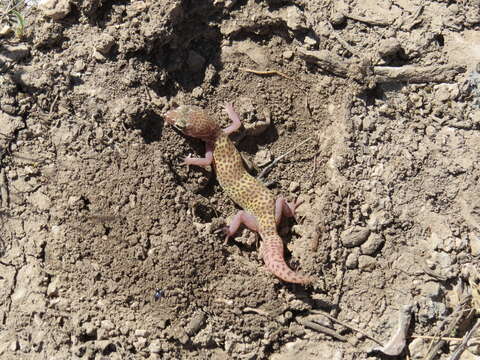 Image of Texas Banded Gecko