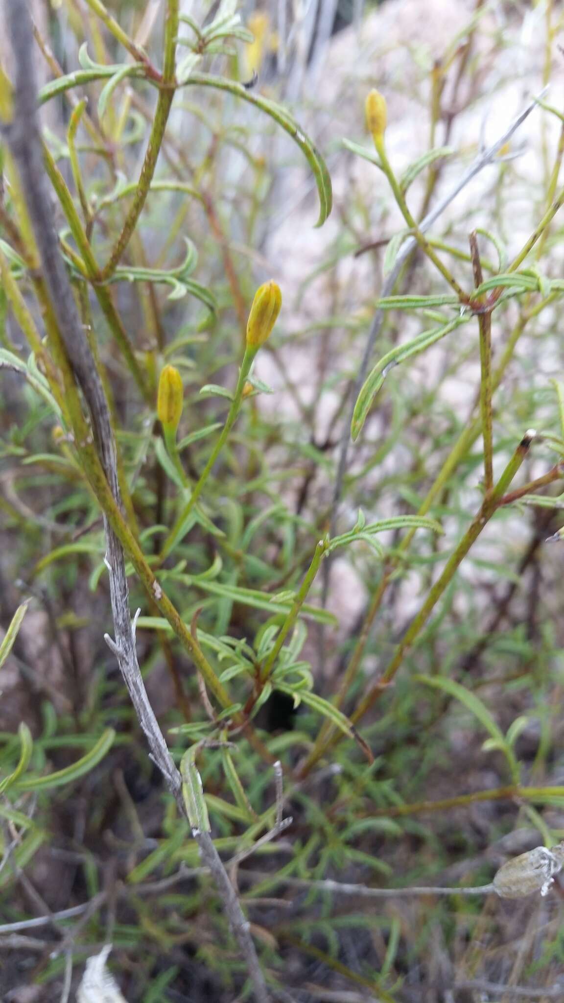 Слика од Tagetes filifolia Lag.