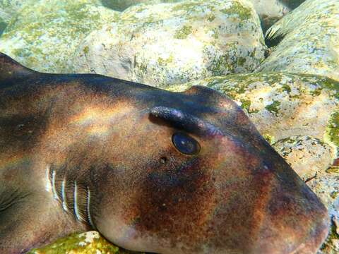 Image of Crested Bullhead Shark